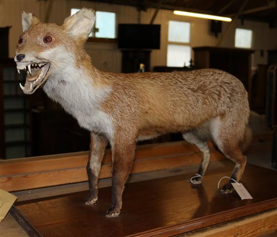 Taxidermic fox